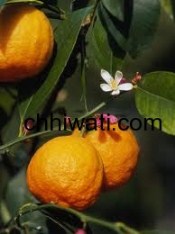 وصفات الدكتور جمال الصقلي لتبييض الوجه و ازالة البقع الليمون