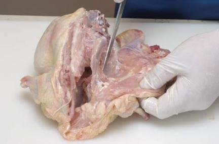 طريقة اخلاء العظم من الدجاج 2