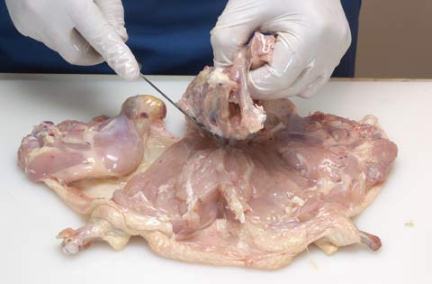 طريقة اخلاء العظم من الدجاج 3