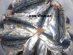 sardin-bitarikat-bostila6
