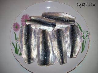sardine 9otbane 1